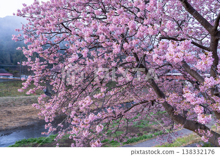<Shizuoka Prefecture> Kawazu cherry blossoms in full bloom at dawn in Minamiizu Town 138332176