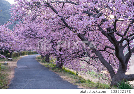<Shizuoka Prefecture> Kawazu cherry blossoms in full bloom at dawn in Minamiizu Town <Shizuoka Prefecture> Kawazu cherry blossoms in full bloom at dawn in Minamiizu Town 138332178
