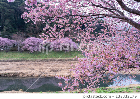 <靜岡縣> 南飯津町的河津櫻花在黎明時分盛開 138332179