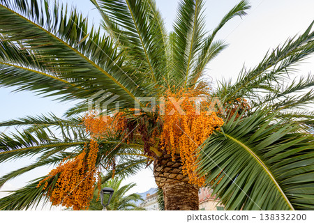 Date Palm Tree With Orange Fruit Clusters and Green Fronds Date Palm Tree With Orange Fruit Clusters and Green Fronds 138332200