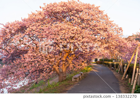 <靜岡縣> 南飯津町的河津櫻花在黎明時分盛開 138332270