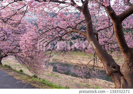 <靜岡縣> 南飯津町的河津櫻花在黎明時分盛開 138332271