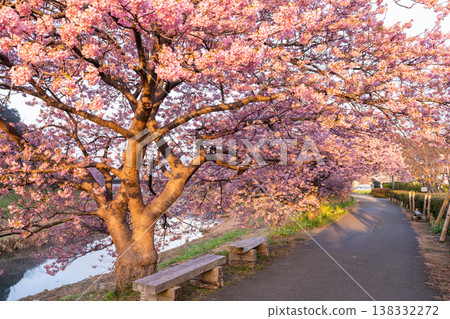 <靜岡縣> 南飯津町的河津櫻花在黎明時分盛開 138332272
