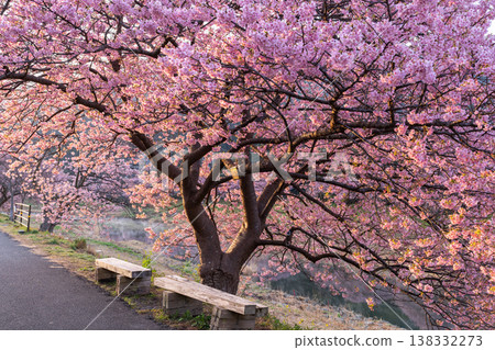 <靜岡縣> 南飯津町的河津櫻花在黎明時分盛開 138332273