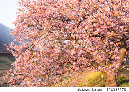 <Shizuoka Prefecture> Kawazu cherry blossoms in full bloom at dawn in Minamiizu Town <Shizuoka Prefecture> Kawazu cherry blossoms in full bloom at dawn in Minamiizu Town 138332278