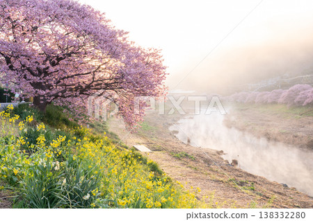 <Shizuoka Prefecture> Kawazu cherry blossoms in full bloom at dawn in Minamiizu Town <Shizuoka Prefecture> Kawazu cherry blossoms in full bloom at dawn in Minamiizu Town 138332280