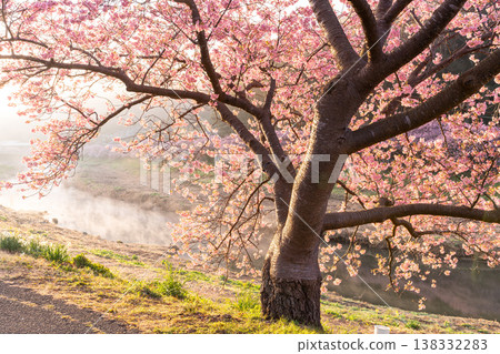 <靜岡縣> 南飯津町的河津櫻花在黎明時分盛開 138332283