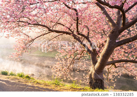 <靜岡縣> 南飯津町的河津櫻花在黎明時分盛開 138332285
