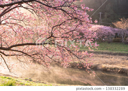 <靜岡縣> 南飯津町的河津櫻花在黎明時分盛開 138332289