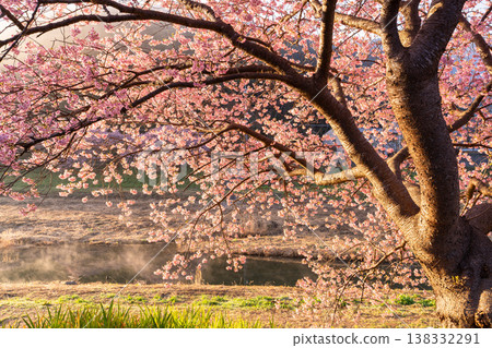 <靜岡縣> 南飯津町的河津櫻花在黎明時分盛開 138332291