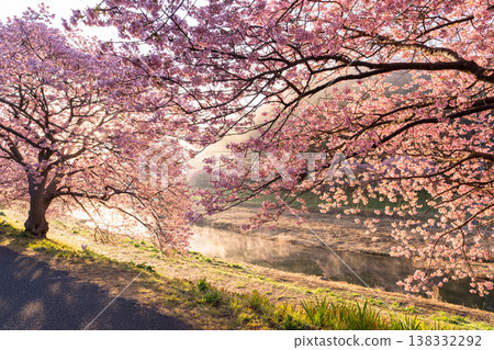 <靜岡縣> 南飯津町的河津櫻花在黎明時分盛開 138332292