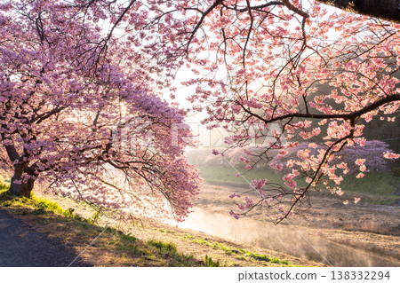 <靜岡縣> 南飯津町的河津櫻花在黎明時分盛開 138332294