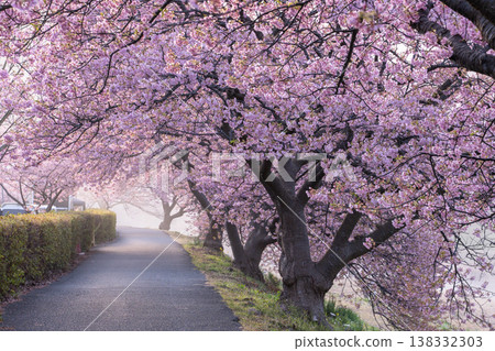 <Shizuoka Prefecture> Kawazu cherry blossoms in full bloom at dawn in Minamiizu Town 138332303
