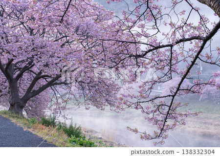 <靜岡縣> 南飯津町的河津櫻花在黎明時分盛開 138332304