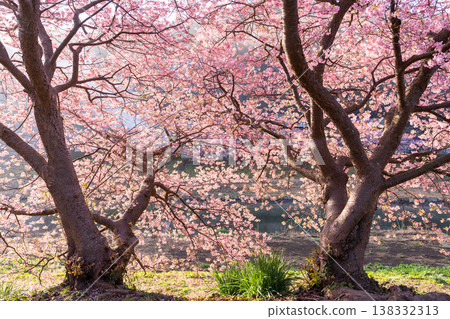 <靜岡縣> 南飯津町的河津櫻花在黎明時分盛開 138332313