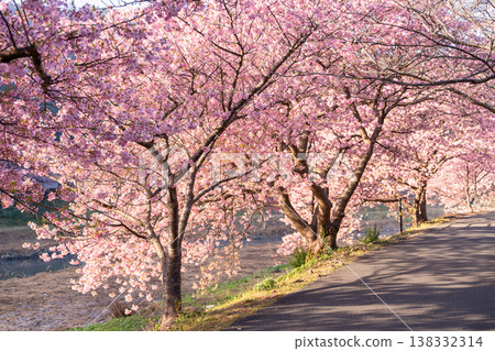 <Shizuoka Prefecture> Kawazu cherry blossoms in full bloom at dawn in Minamiizu Town <Shizuoka Prefecture> Kawazu cherry blossoms in full bloom at dawn in Minamiizu Town 138332314