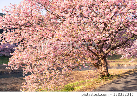 <Shizuoka Prefecture> Kawazu cherry blossoms in full bloom at dawn in Minamiizu Town <Shizuoka Prefecture> Kawazu cherry blossoms in full bloom at dawn in Minamiizu Town 138332315