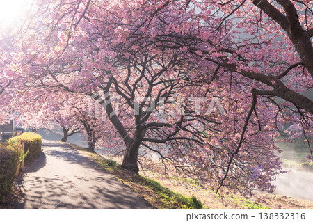 <靜岡縣> 南飯津町的河津櫻花在黎明時分盛開 138332316