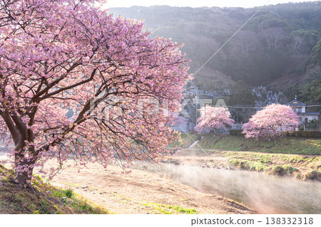 <靜岡縣> 南飯津町的河津櫻花在黎明時分盛開 138332318