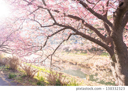 <靜岡縣> 南飯津町的河津櫻花在黎明時分盛開 138332323