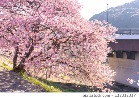<靜岡縣> 南飯津町的河津櫻花在黎明時分盛開 138332337