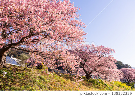 <靜岡縣> 南飯津町的河津櫻花在黎明時分盛開 138332339
