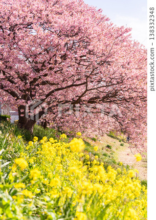 《靜岡縣》南水町盛開的河津櫻花 138332348