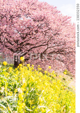 《靜岡縣》南水町盛開的河津櫻花 138332350