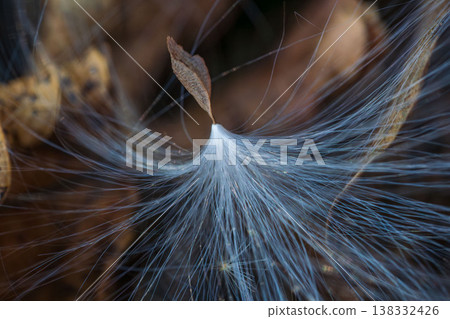 The fluffy, cottony seeds of the milkweed plant shine brightly above the withered leaves. 07 The fluffy, cottony seeds of the milkweed plant shine brightly above the withered leaves. 07 138332426