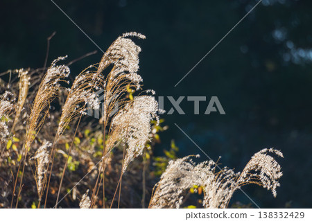Winter mountain, pampas grass plumes shining in the sunlight 01 Winter mountain, pampas grass plumes shining in the sunlight 01 138332429