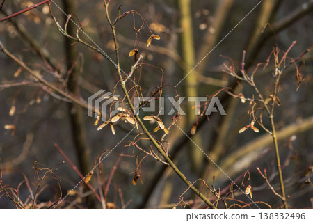 Winter forest, winged fruits on twigs shining in the morning sun 13 138332496
