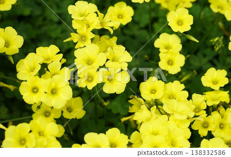 黃色的小花 138332586