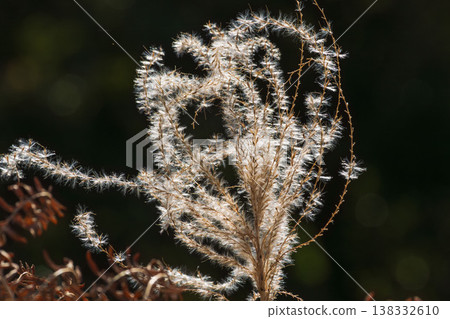 Winter forest: Close-up shot of pampas grass swaying and shining in the wind (06) Winter forest: Close-up shot of pampas grass swaying and shining in the wind (06) 138332610