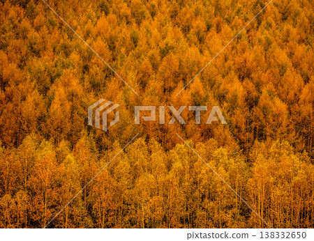 Larch stained yellow Larch stained yellow 138332650