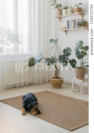 Dog lying on a brown jute rug, resting in a comfortable and cozy living room interior Dog lying on a brown jute rug, resting in a comfortable and cozy living room interior 138332795