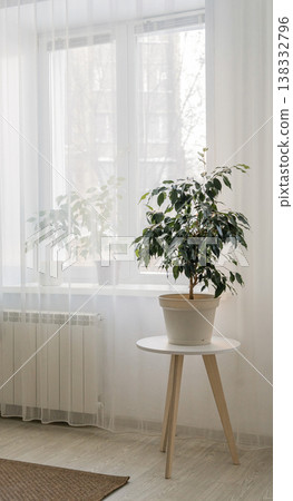 Green ficus tree on bedside table creates fresh aesthetic in room, natural light coming in from window. Eco-friendly lifestyle 138332796