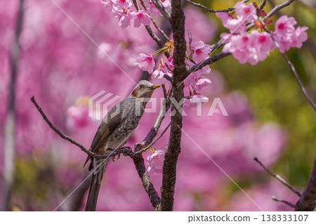 Cherry blossoms in full bloom and brown-eared bulbuls. A beautiful scene that heralds the arrival of spring in Japan. Cherry blossoms in full bloom and brown-eared bulbuls. A beautiful scene that heralds the arrival of spring in Japan. 138333107