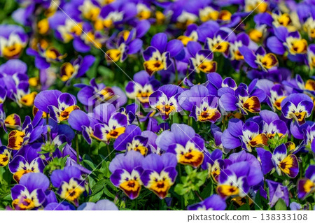 A background image of pansies (violas) in full bloom. A vibrant contrast of purple and yellow. A background image of pansies (violas) in full bloom. A vibrant contrast of purple and yellow. 138333108