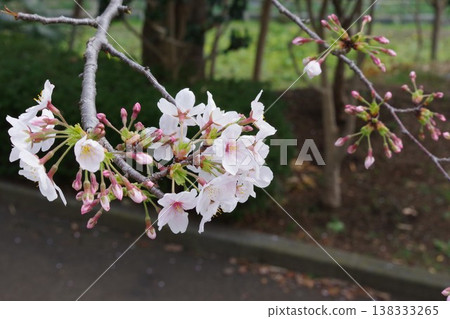 【春天】公園裡盛開的白色櫻花(神奈川縣) 【春天】公園裡盛開的白色櫻花(神奈川縣) 138333265