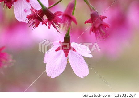 [Spring] Close-up of pink cherry blossoms [Shot from behind] (Kanagawa Prefecture) 138333267