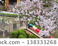 [Spring] White cherry blossoms blooming in a park (Kanagawa Prefecture) 138333268
