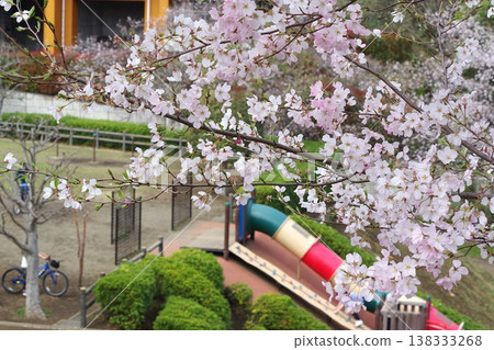 [Spring] White cherry blossoms blooming in a park (Kanagawa Prefecture) 138333268