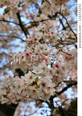 護城河裡櫻花盛開，景色美不勝收……千鳥淵與櫻花。 138333293