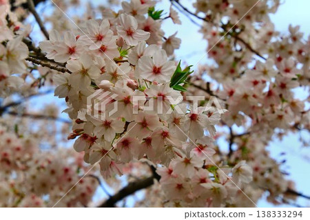 The moat is now in full bloom, with cherry blossoms adding to its beauty... Chidorigafuchi and cherry blossoms. The moat is now in full bloom, with cherry blossoms adding to its beauty... Chidorigafuchi and cherry blossoms. 138333294