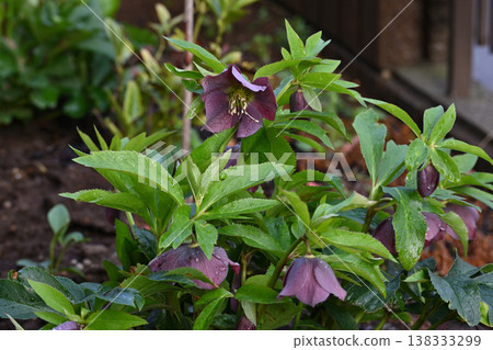 Christmas rose Christmas rose 138333299