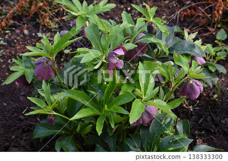 Christmas rose Christmas rose 138333300