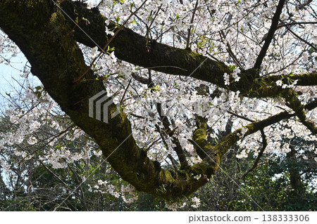 An old cherry tree at Tojogaoka Historical Park. An old cherry tree at Tojogaoka Historical Park. 138333306