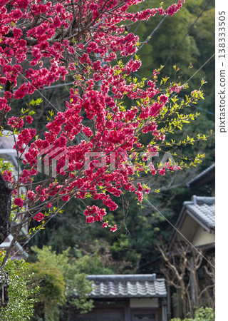 鎌倉26317、十二莊、花友（桃花） 138333505