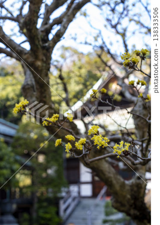 Kamakura 26317, Hokokuji Temple 2, Cornelian Cherry 138333506