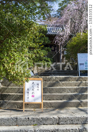 Kamakura 26321, Ankoku-ronji Temple 6, Weeping Cherry Tree Kamakura 26321, Ankoku-ronji Temple 6, Weeping Cherry Tree 138333512